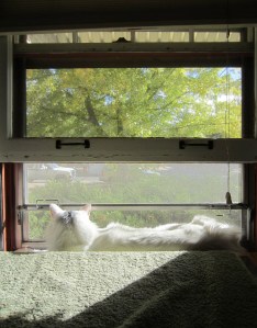 Turkish basks in the afternoon sun