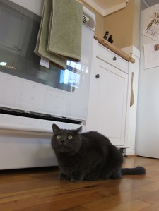 Miss Mia Sopaipilla views with alarm