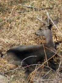 Buck at Bear Creek