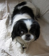 Buddy enjoying a bracing chew