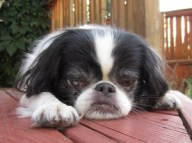 Mister Boo contemplates the verities