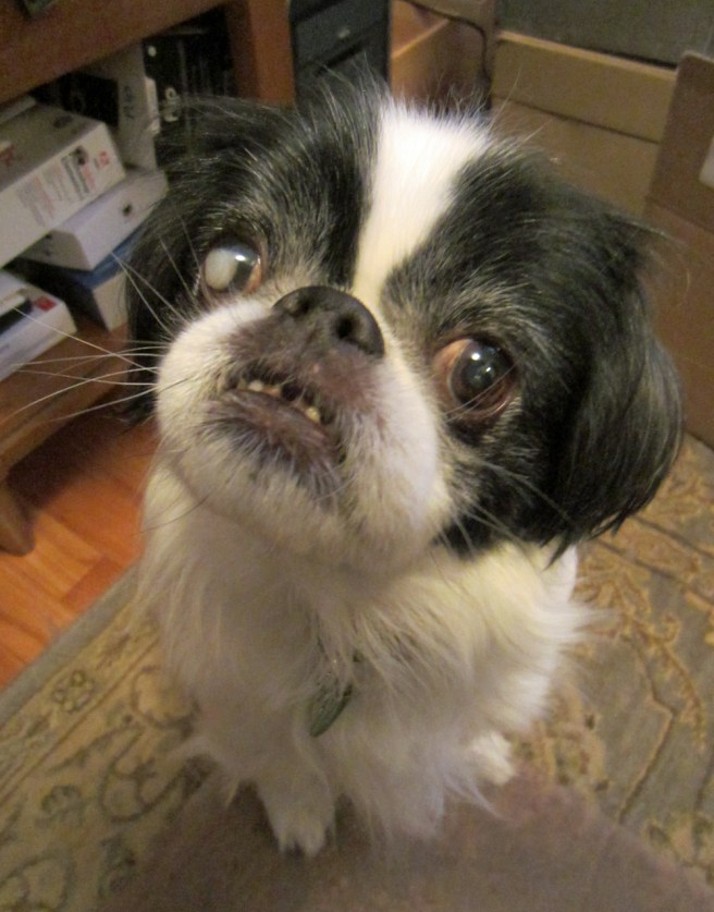 Happy Halloween from Mister Boo