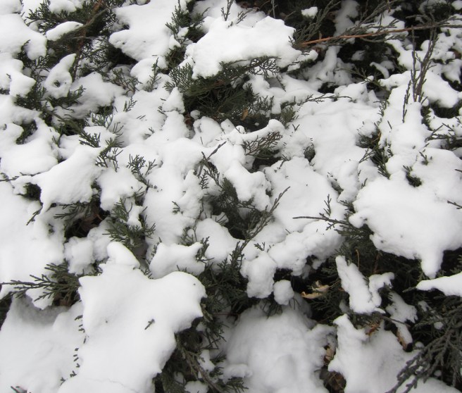 Second snow of fall 2012