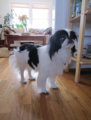 Mister Boo post-cleansing.