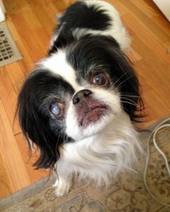 A terrierist? Naw, he's a spanielista