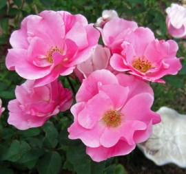 Everything's coming up roses.