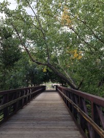 There was a hint of fall color in the trees as I cycled across the creek toward Palmer Park.