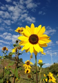 Sunflowers just off a bike path in south Flagstaff.