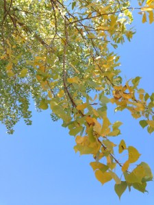 The leaves are turning rapidly here in Bibleburg, despite the best efforts of Congress to halt the march of progress.