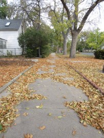 The leaves dropped like flies, and walking the Boo made a fine rustling sound.