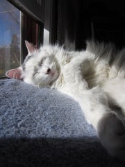 "Homicidal Psycho Jungle Cat" was the title of one of Bill Watterson's "Calvin and Hobbes" collections. It's also a pretty apt description of Turkish.