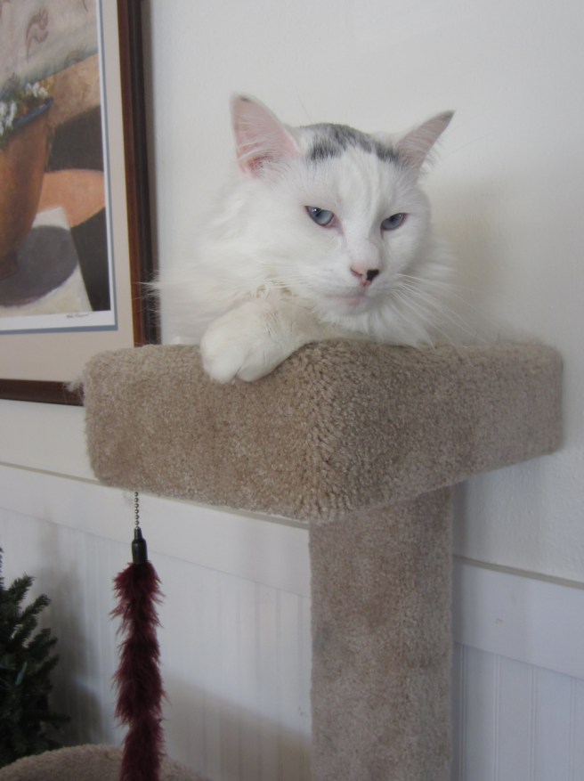 Your host, Field Marshal Turkish von Turkenstein (commander, 1st Feline Home Defense Regiment).