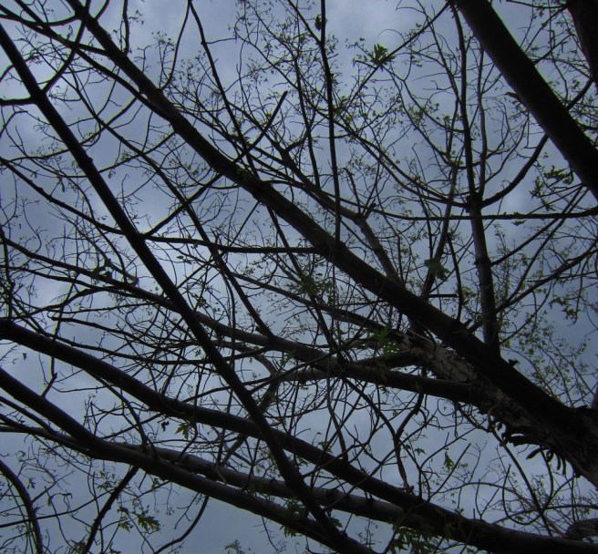 Our maple isn't quite down to its last leaf, but there's plenty of bald patches up there and more storms in the forecast.