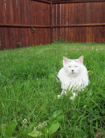 The Turk' enjoyed some backyard time while I cleaned a bike in honor of the summer solstice.