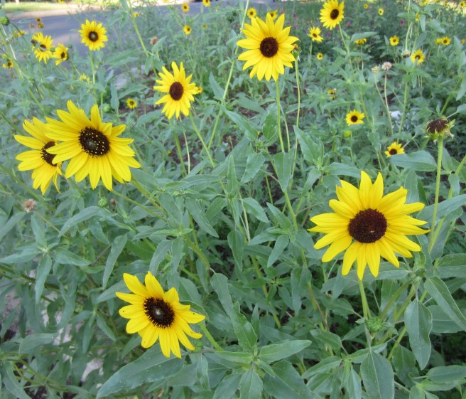 Sorry, but I couldn't find a peloton to drop behind this lot.