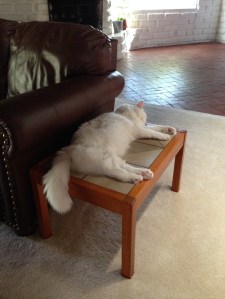 The Turk grabs (what else?)  a catnap on a bit of furniture we bought from the previous owner of Rancho Pendejo. It won't last.