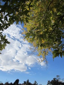 The maple in the backyard in Duke City is a smaller edition, but further along in its seasonal disrobing.