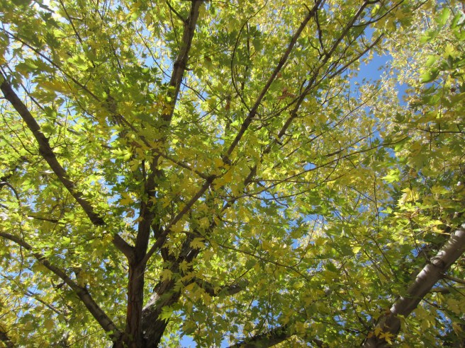 The big maple in Bibleburg is doing its annual thing, carpeting the block with fallen leaves.