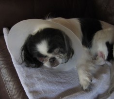 Mister Boo, full of drugs, naps on the couch. Kind of reminds me of my glory days, except nobody ever made me wear an e-collar.