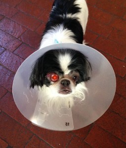 He'll be back. Actually, he's already here.