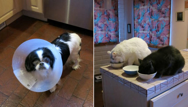 Mister Boo is thankful for monocular vision, but says the Cone of Shame can get lost pretty much any old time now. Turkish and Mia are thankful that nobody has tried to put Cones of Shame on them lately, and so are we.