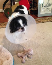 Mister Boo recuperating with his old pal Stinky Piggy.