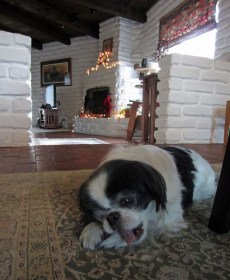 Mister Boo enjoys his Christmas chew.