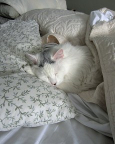 The Turk rests up after an exhausting day of sleeping.