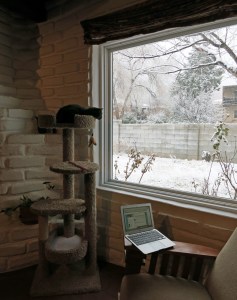 Miss Mia Sopaipilla inspects the weather outside and pronounces it frightful.