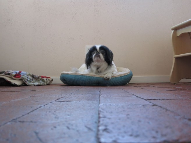 As far as GOP candidates are concerned, renowned kingmaker and fixer Mister Boo says he'd treat Christie just like a Bush.