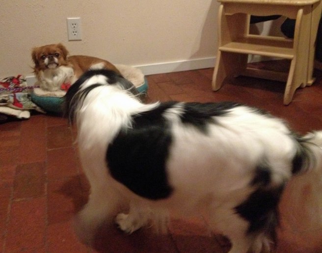 The Boo was quite taken with Jazzy, though she was less enamored of him. Photo: Herself