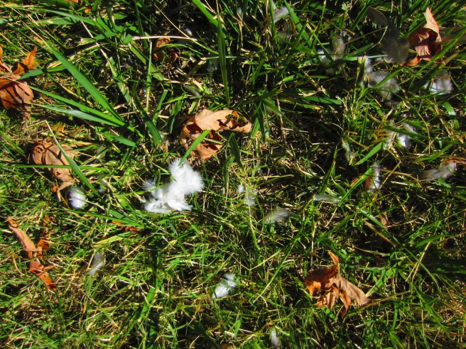 That's what I call an ex-dove.