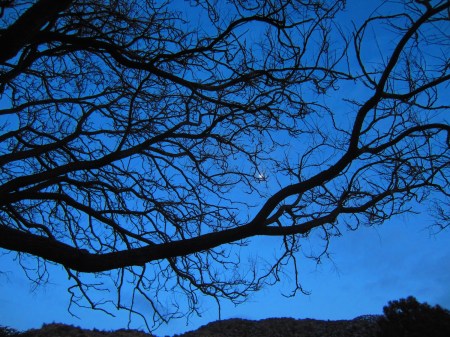 Terrorist tree defiles celestial body.
