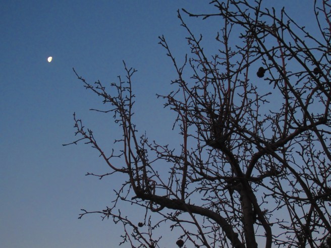 We can put a man on the moon, but just you try getting four of 'em out of a bird sanctuary.