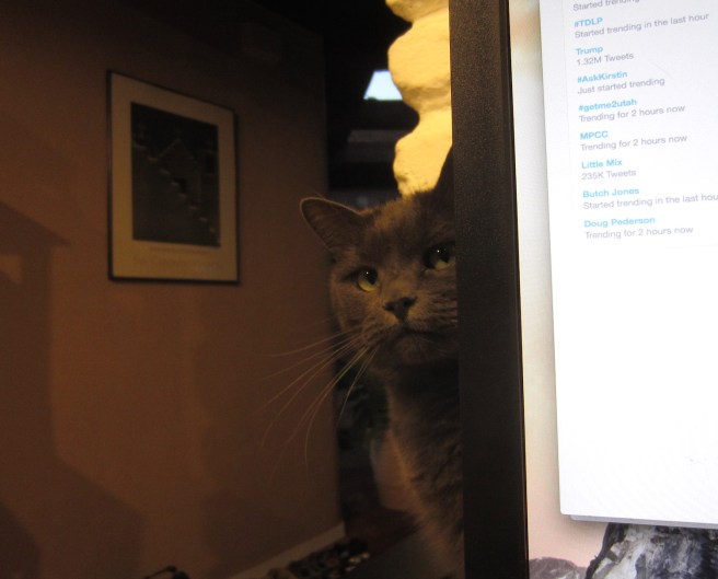 Miss Mia Sopaipilla inquires whether I plan to stick around for a few head bumps before pissing off again to God knows where.