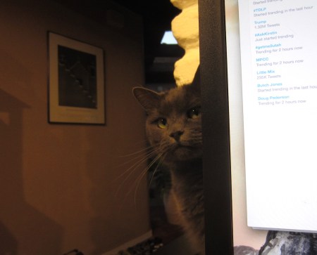 Miss Mia Sopaipilla inquires whether I plan to stick around for a few head bumps before pissing off again to God knows where.