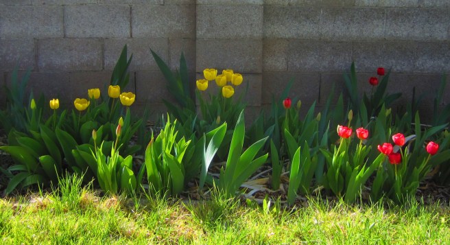 Mat Hayman got the flowers in Roubaix. A fine ride indeed, but he can't have these. They're mine. And I didn't have to bounce over no cobbles to get 'em, either.