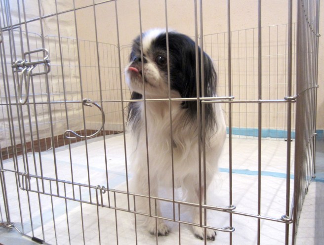 I am not an animal! Oh, wait, I am! Never mind. ...