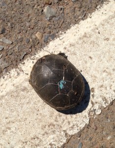 This little fella was trying to make the irrigation ditch before some earbudded triathlete did him in.