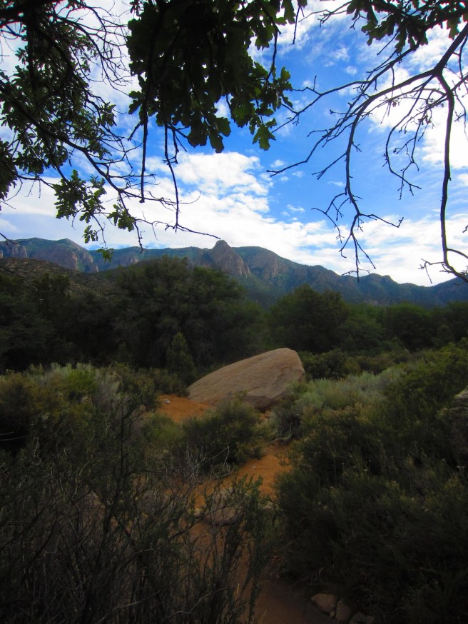 No, this isn't deep in the Amazonian jungle. This is Trail 341, just west of the non-bikeable wilderness.