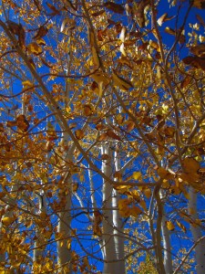 No pix of the houses. Just their trees. I mean, you've seen one 12,000-square-foot house, you've seen 'em all.