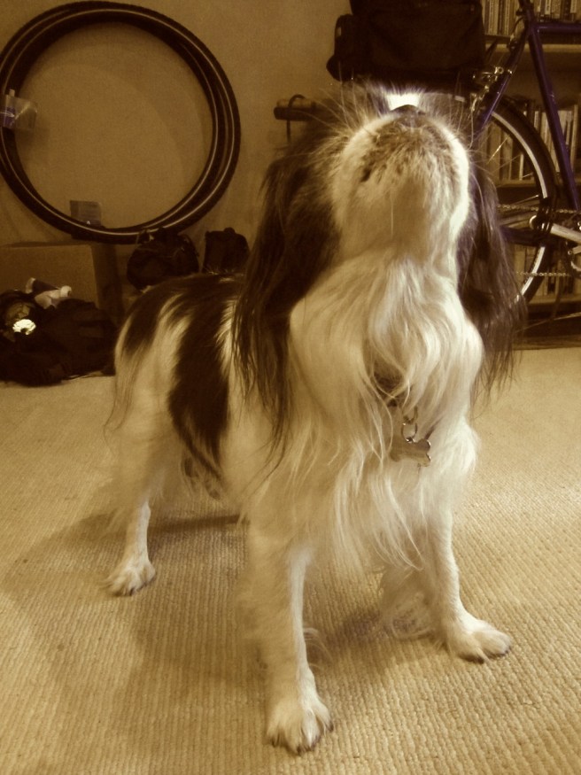 A headless Boo-man? Nope, he's just barking for dinner.