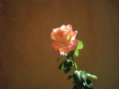 The leaves may be falling, but the roses are hanging on.