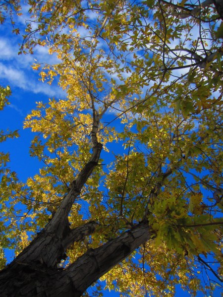Cue the Tom Waits. I think we're headed for "Last Leaf On the Tree" time.