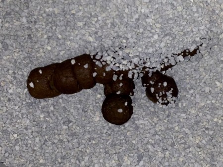 shit-11092016