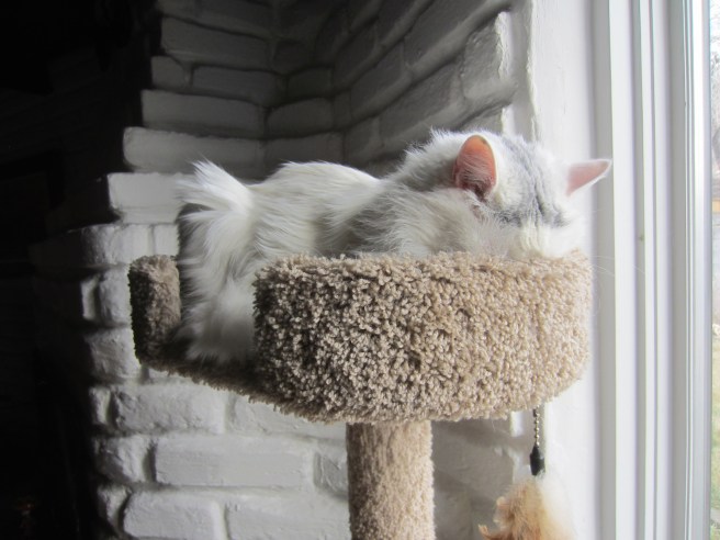 The Turk contemplates the New World Ordure.