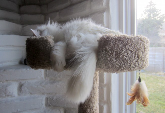 Asked if he would serve as national security adviser, Field Marshal Turkish von Turkenstein (commander, 1st Feline Home Defense Regiment) replied: "Let me sleep on it. OK, nope."