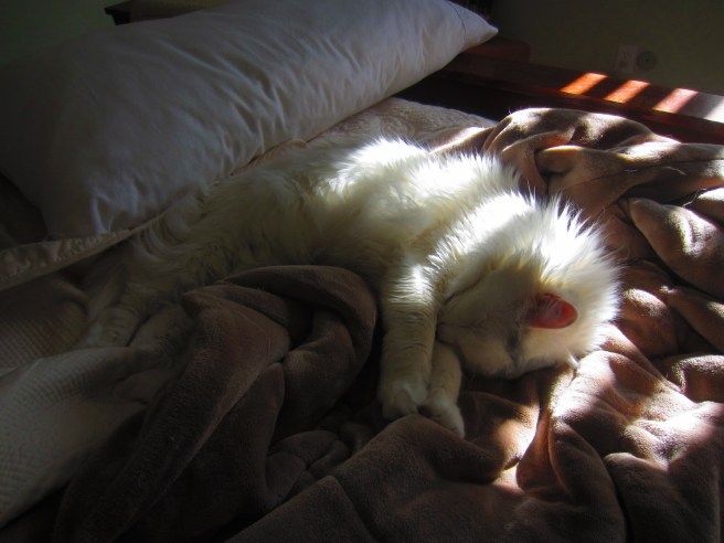 The Turk loves him some velour blanket and sunshine.